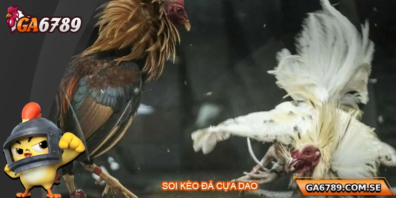 Bí Quyết Soi Kèo Đá Gà Cựa Dao Chuẩn Xác Tại Ga6789 3 Bí Quyết Soi Kèo Đá Gà Cựa Dao Chuẩn Xác Tại Ga6789