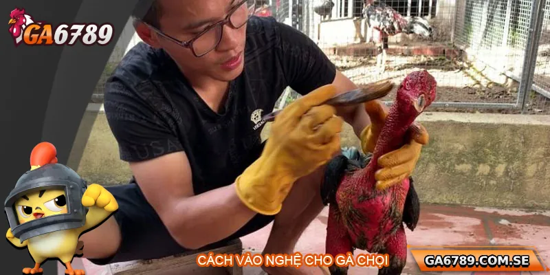 Cách Vào Nghệ Cho Gà Chọi Đúng Chuẩn Giúp Gà Sung Sức 4 Cách Vào Nghệ Cho Gà Chọi Đúng Chuẩn Giúp Gà Sung Sức